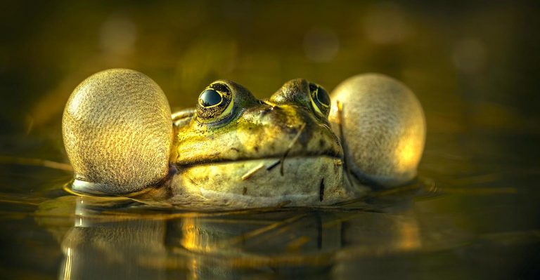 Le système d’auto-assemblage Frog Swarms inspire des robots autorégulateurs