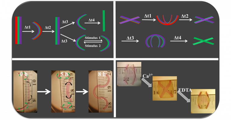 Hydrogels 4D