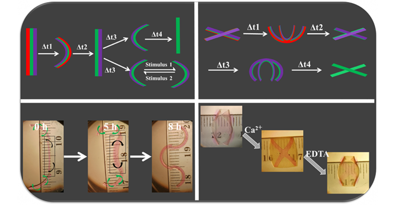 Hydrogels 4D